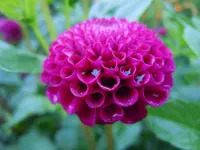 Regentropfen004.webp