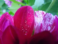 Regentropfen005.webp