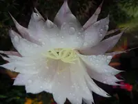 Regentropfen002.webp