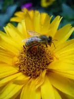 Getier022.webp