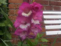 HPIM6624.webp