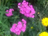 HPIM6625.webp