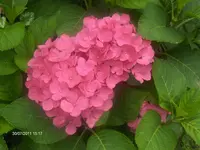 HPIM6627.webp