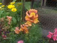 HPIM6631.webp