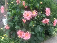 HPIM6634.webp
