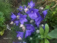 HPIM6635.webp