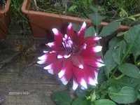 HPIM6638.webp