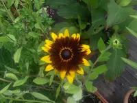 HPIM6640.webp