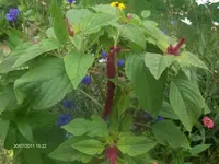 HPIM6643.webp