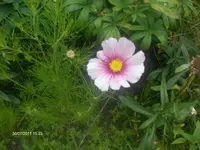HPIM6644.webp