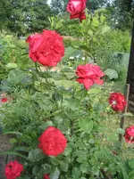 IMG_4928.webp