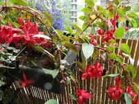 rot blume ganz.webp