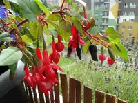 rot blume büschel.webp