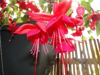 rot blume gross.webp