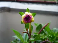 P1020499.webp