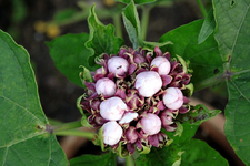 Chinesische Ruhmesblume.webp