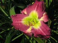 IMG_sa 33_1067x800.webp