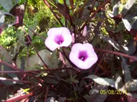 Zimmerpflanze 1.webp