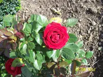 Rose.webp