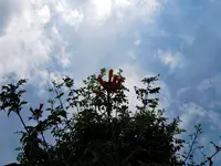 121.webp