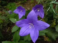 068.webp