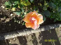 Rose 2.webp