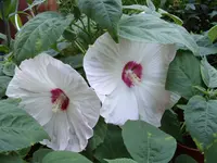 IMGP4040.webp