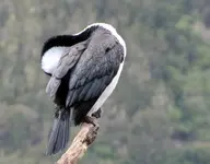 Kormoran v (1).webp