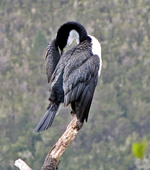Kormoran v (2).webp