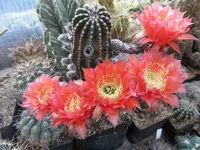 IMG_1209 - Kopie.webp