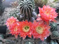 IMG_1210 - Kopie.webp