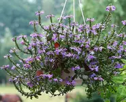 Fächerblume unermüdlich_klein.webp