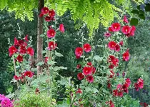 Stockis in voller Blüte_klein.webp