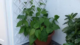 P1010618.webp