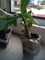 06.08.11 003.webp