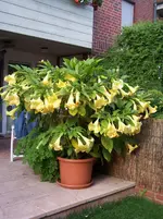 100_2940.webp
