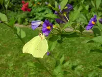 097.webp