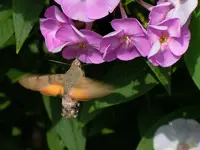 136.webp
