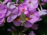 150.webp