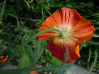065.webp