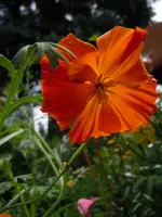 068.webp