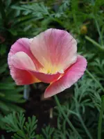 098.webp