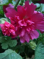 072.webp