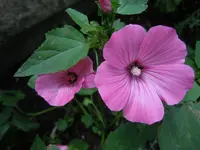 108.webp