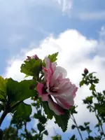044.webp