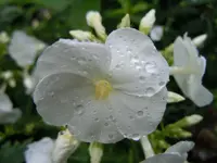 052.webp
