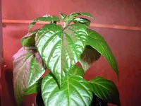 chili1.webp