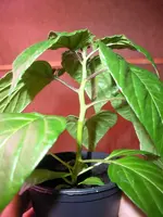 chili3.webp