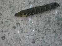 2011 -7-  Garten 182.webp