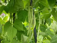 2011 -7-  Garten 117.webp